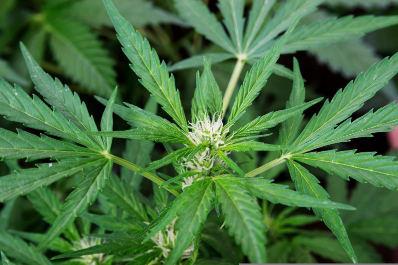 How does cannabis affect the brains of children and adolescents?