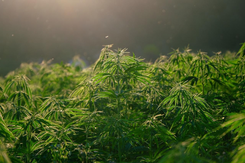What are the benefits of medical marijuana? and penalties that should be known before using